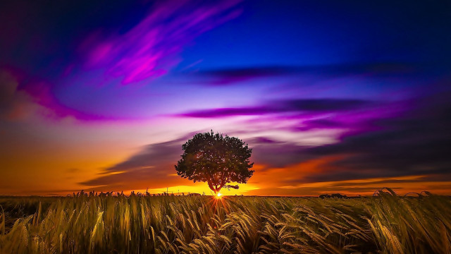 Tree field sunset clouds mountain free wallpaper for desktop - medium preview image