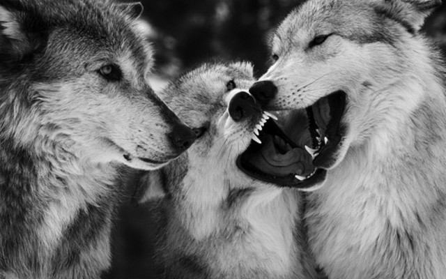 Wolf fight blackwhite realistic sharpteeth free wallpaper for desktop - medium preview image