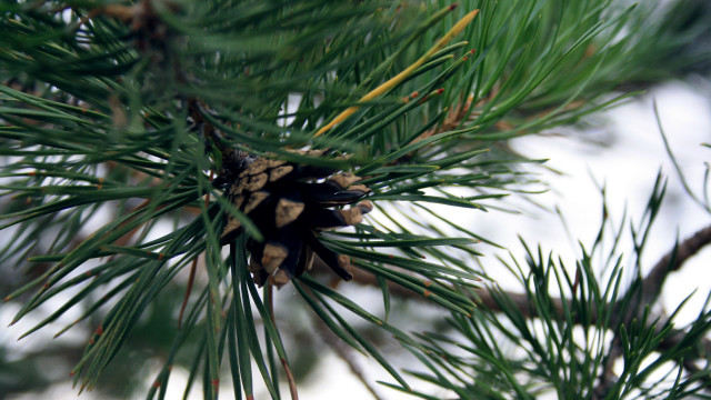 Pine cone pine tree snow free wallpaper for desktop - medium preview image