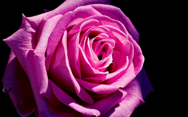 Pink rose macro neo romanticism #2 free wallpaper for desktop - medium preview image