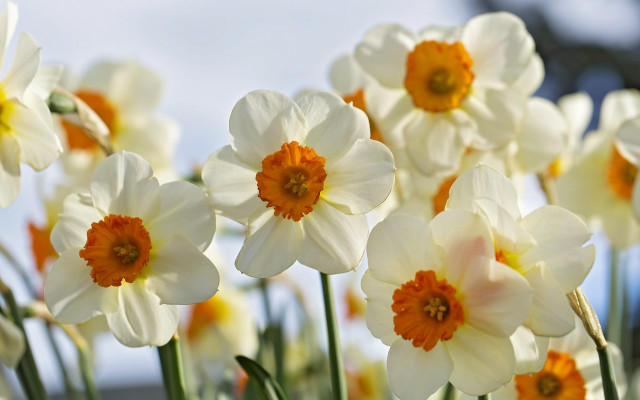 White orange flower field bokeh free wallpaper for desktop - medium preview image