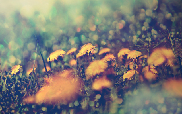 Yellow flower field bokeh autumn free wallpaper for desktop - medium preview image