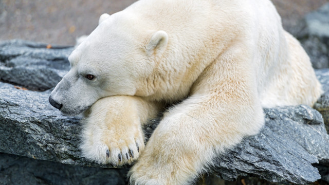 Polar bear rock outdoors ecological free wallpaper for desktop - medium preview image