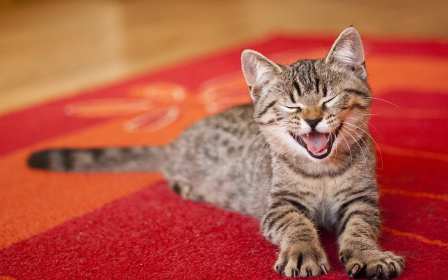 Kitten yawning rug red carpet free wallpaper for desktop - medium preview image
