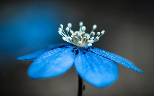 Blue flower white stamens macro free wallpaper for desktop - medium preview image