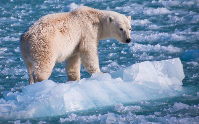 Polar bear ice float distant free wallpaper for desktop - medium preview image