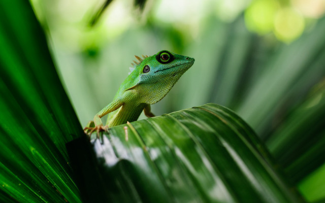 Green lizard leaf forest nature free wallpaper for desktop - medium preview image
