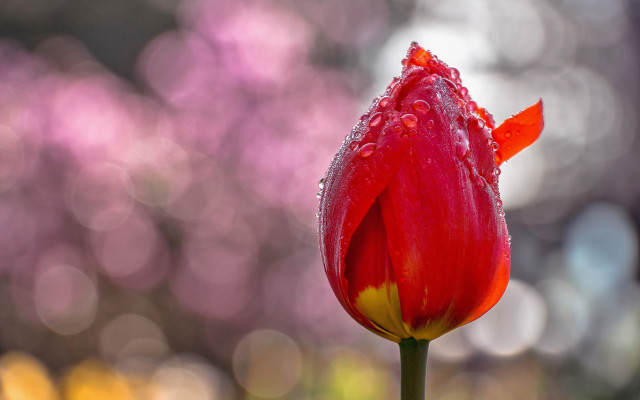 Red flower water droplets bokeh #2 free wallpaper for desktop - medium preview image