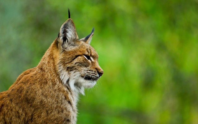 Shiba inu closeup blurry nature free wallpaper for desktop - medium preview image