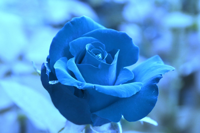Blue rose vase water blurry free wallpaper for desktop - medium preview image