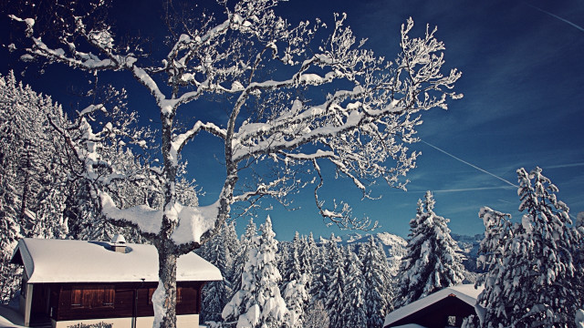 Snowy tree house blue sky free wallpaper for desktop - medium preview image