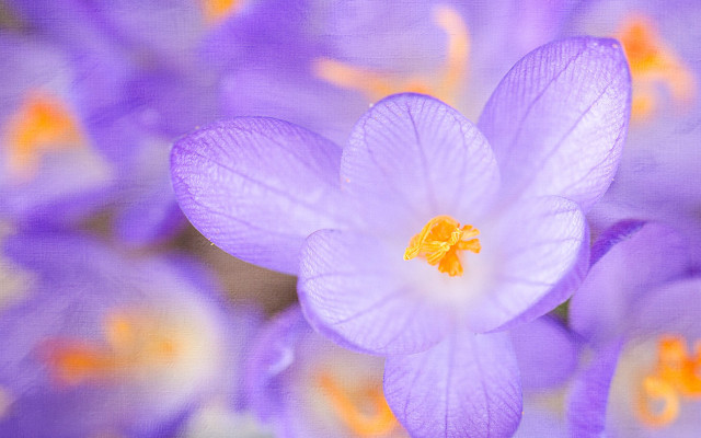 Purple flower yellow stamens macro free wallpaper for desktop - medium preview image