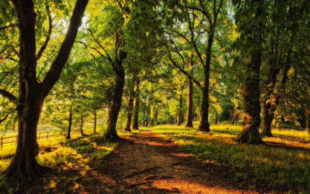 Dirt path forest trees fence free wallpaper for desktop - medium preview image