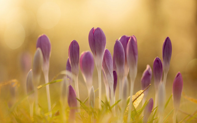 Purple flowers field sunlight macro free wallpaper for desktop - medium preview image