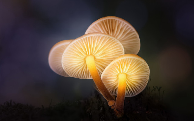 Three mushrooms ground bioluminescence macro free wallpaper for desktop - medium preview image