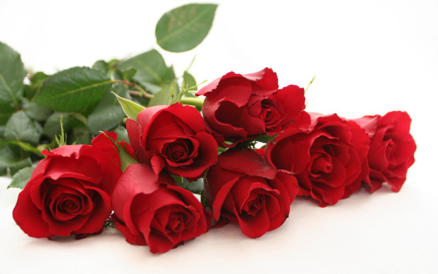 Red roses white background leaves free wallpaper for desktop - medium preview image