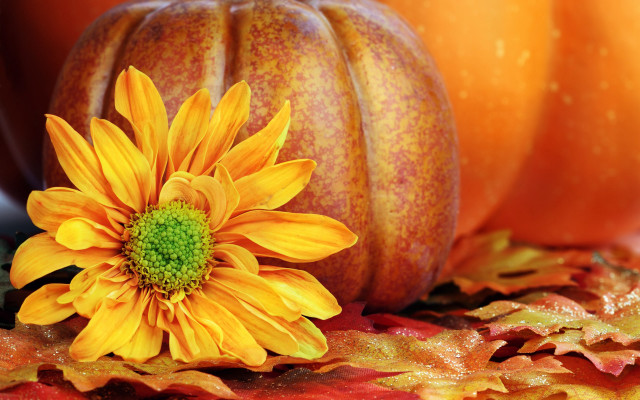 Yellow flower leaves pumpkin orange free wallpaper for desktop - medium preview image