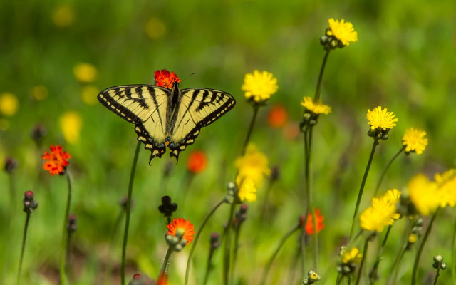 Butterfly flower field bokeh nature free wallpaper for desktop - medium preview image