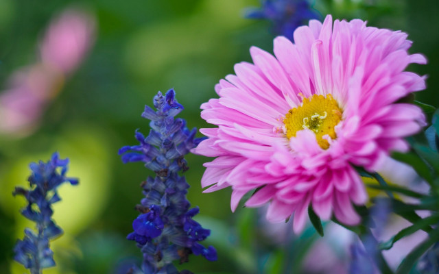 Pink flower blue background bokeh free wallpaper for desktop - medium preview image
