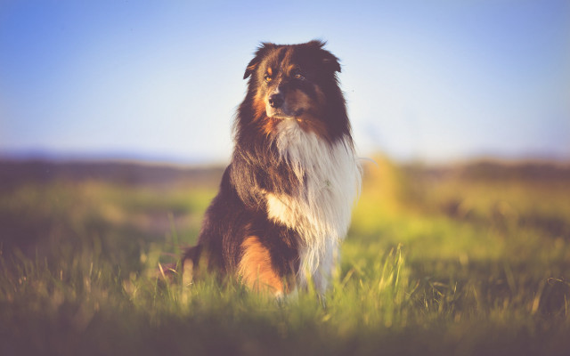 Dog field tiltshift nature blurry free wallpaper for desktop - medium preview image