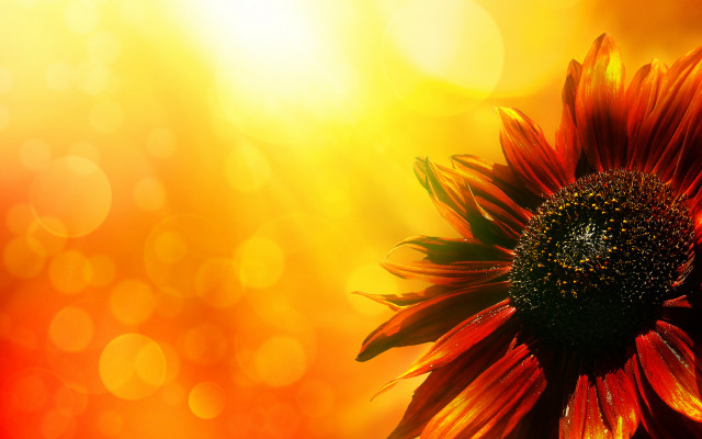 Sunflower bright yellow background bokeh free wallpaper for desktop - medium preview image