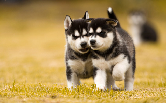 Husky dogs field autumn blurry free wallpaper for desktop - medium preview image
