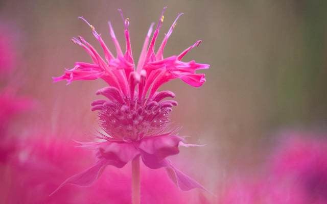 Pink flower macro blurry background free wallpaper for desktop - medium preview image