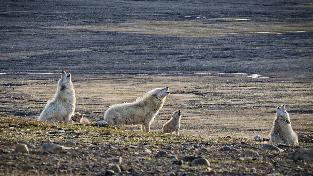 Polar bears rocky hillside lake free wallpaper for desktop - medium preview image
