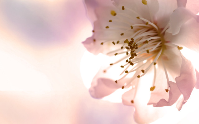 Flower closeup blurry background amano free wallpaper for desktop - medium preview image