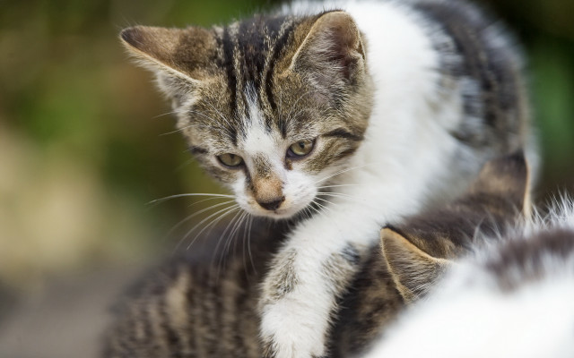 Cat reflection jigsaw puzzle sharpened free wallpaper for desktop - medium preview image