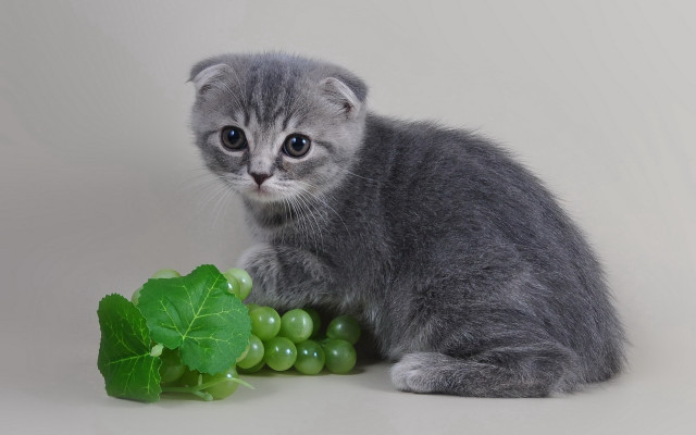 Kitten grapes leaf gray background free wallpaper for desktop - medium preview image