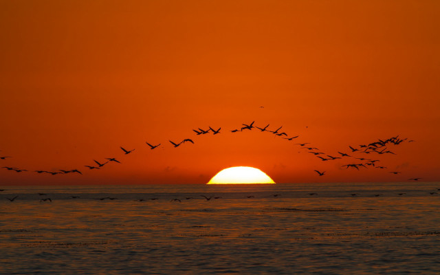 Birds ocean sunset cloud moon free wallpaper for desktop - medium preview image