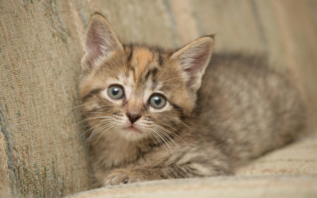 Kitten sad couch carlos catasse free wallpaper for desktop - medium preview image