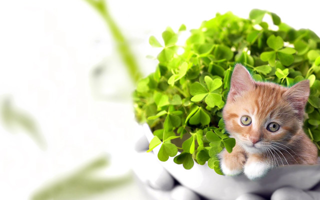 Kitten peeking green leaves ecological free wallpaper for desktop - medium preview image