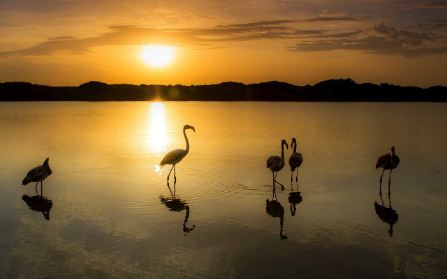 Flamingos sunset dawn bird photography free wallpaper for desktop - medium preview image