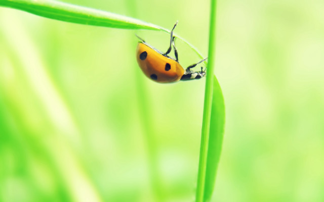 Ladybug greenleaf grass macro ecological free wallpaper for desktop - medium preview image
