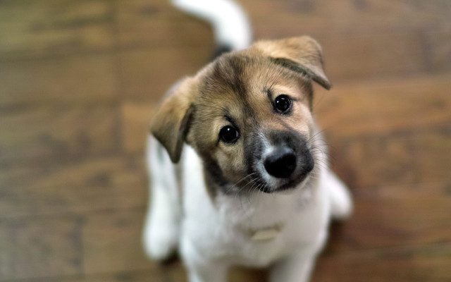 Dog looking up wooden floor free wallpaper for desktop - medium preview image