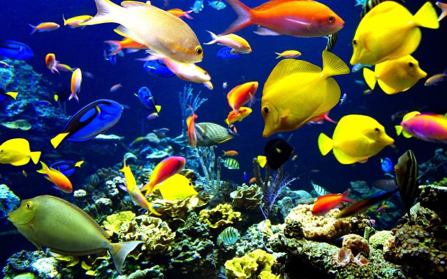 Large group fish aquarium water free wallpaper for desktop - medium preview image