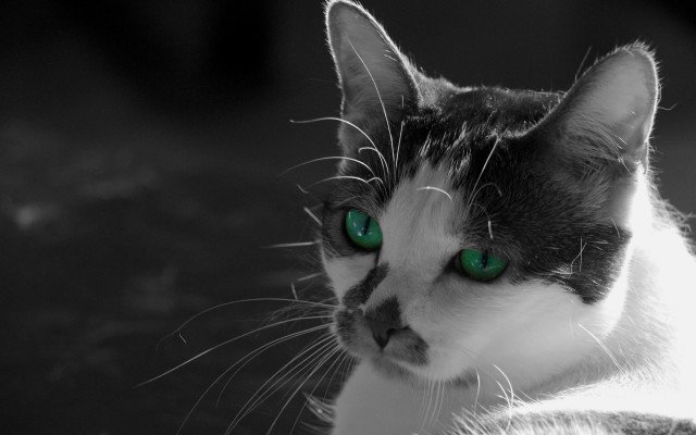 Black cat green eyes serious free wallpaper for desktop - medium preview image