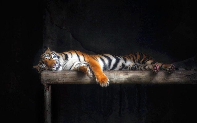Tiger wooden ledge dark eyes free wallpaper for desktop - medium preview image