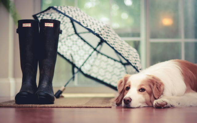 Shiba inu dog floor boots free wallpaper for desktop - medium preview image