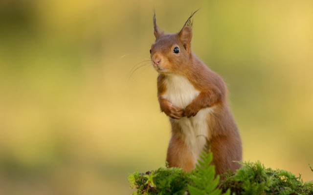 Red squirrel green plant mossy free wallpaper for desktop - medium preview image