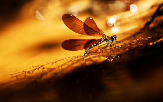 Dragonfly sunset reflection bokeh macro free wallpaper for desktop - medium preview image