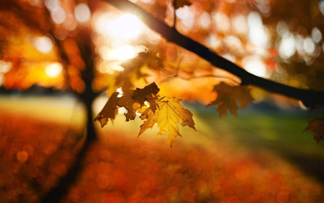 Fall leaf tiltshift autumn nature free wallpaper for desktop - medium preview image