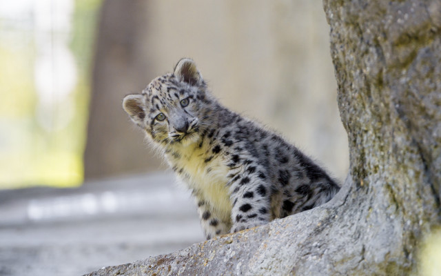 Small snow leopard cub rock free wallpaper for desktop - medium preview image