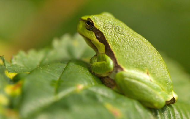 Green frog leaf bokeh macro free wallpaper for desktop - medium preview image