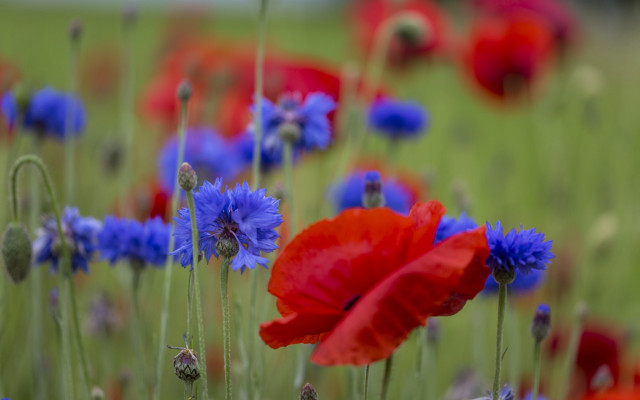 Blue flower bokeh vibrant impressionist free wallpaper for desktop - medium preview image
