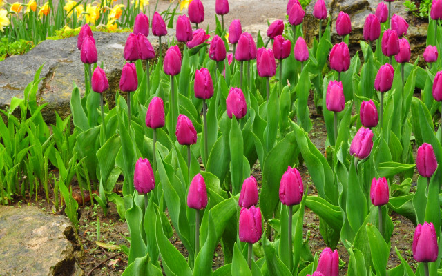 Pink flower field green leaves free wallpaper for desktop - medium preview image