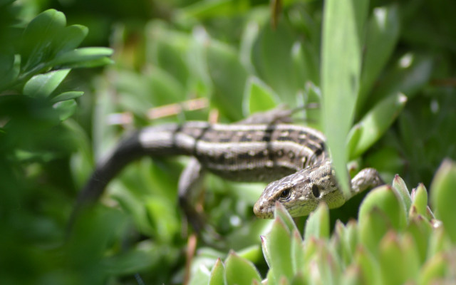 Lizard grass plant leaves bokeh free wallpaper for desktop - medium preview image