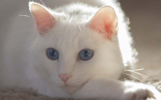 White cat blue eyes laying #5 free wallpaper for desktop - medium preview image